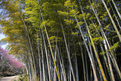 Low angle view of bamboo trees in forest