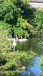 Swan swimming in lake against trees