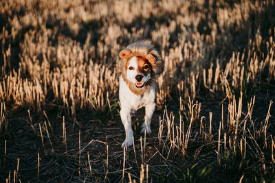 Portrait of dog running on field