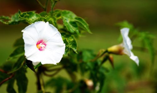 Close-up of white flower blooming in garden