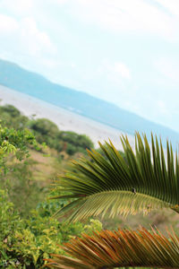 Close-up of palm tree by sea against sky