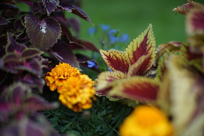 Close-up of yellow flowering plant on field