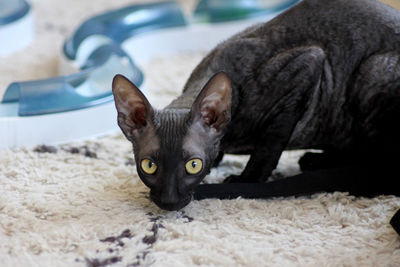 Cornish rex kitten 