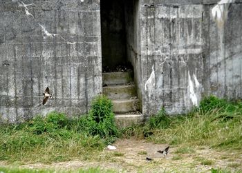 View of bird in water