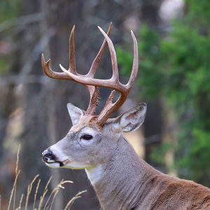 Close-up of deer in a forest