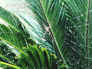 Close-up of wet plant