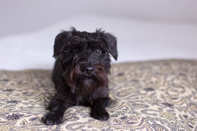 Portrait of dog sitting