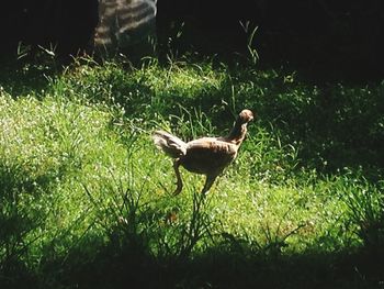 Bird perching on grass