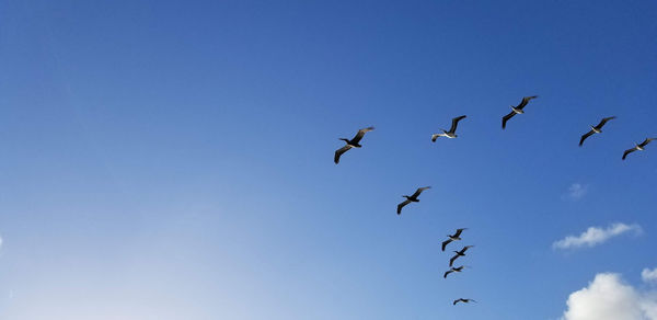 Low angle view of birds flying in sky