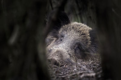 Close-up of an animal on land