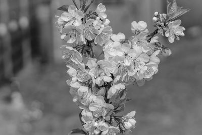 Close-up of white flowering plant