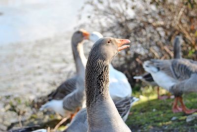 Close-up of birds on field
