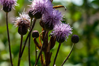 Close-up of purple thistle flowers