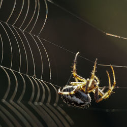 Extreme close-up of spider on web