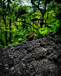 Bird perching on a tree