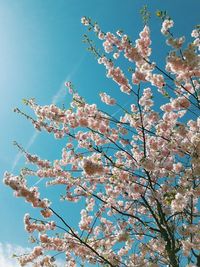 Low angle view of pink flowers against blue sky