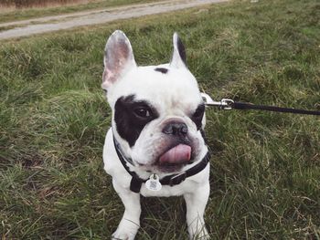 Close-up of dog on field