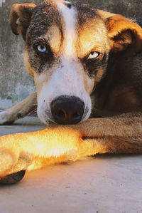 Close-up portrait of dog resting