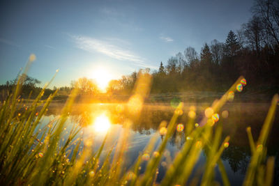 Beautiful foggy spring morning landscape of a river with grass growing in the foreground.