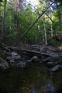 Stream amidst trees in forest