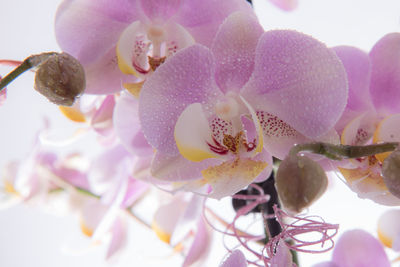 Close-up of pink orchid flowers