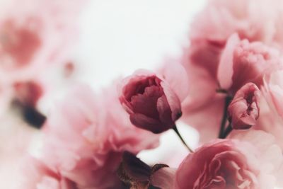 Close-up of pink cherry blossom