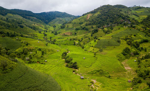 Scenic view of agricultural field