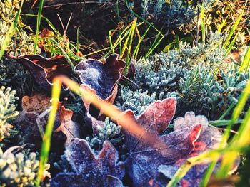High angle view of mushroom on field