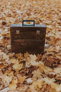 Suitcase on autumn leaves in park