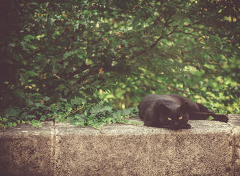 Portrait of a cat on tree