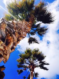 Low angle view of palm trees against blue sky