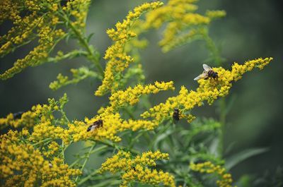 Close-up of honey bees on flower