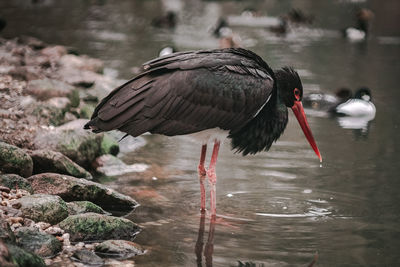 Side view of a bird drinking water