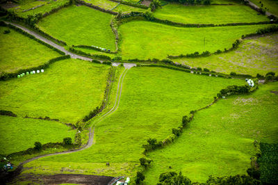 Aerial view of patches of cultivated land and road