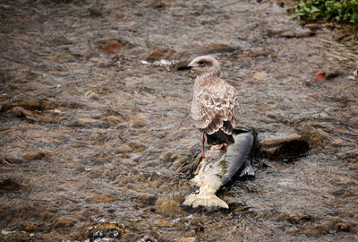 Close-up of bird