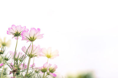 Close-up of pink flower against white background