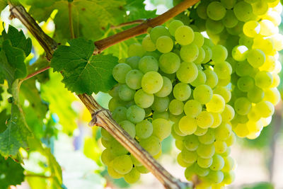 Close-up of grapes growing on plant