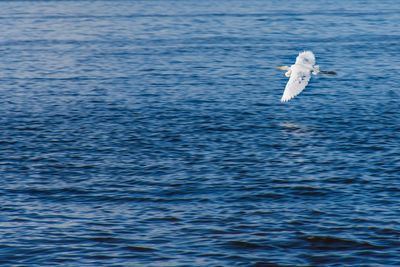 Bird flying over sea against sky