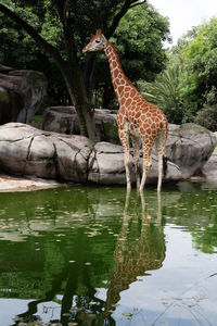 Giraffe standing by lake
