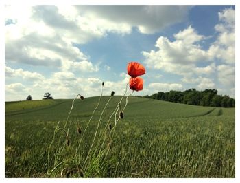 Full frame shot of red flowers in field