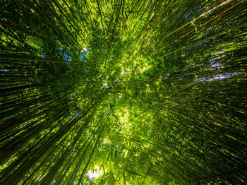 Low angle view of trees in forest