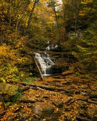 Scenic view of waterfall in forest
