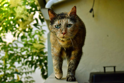 Portrait of cat standing outdoors