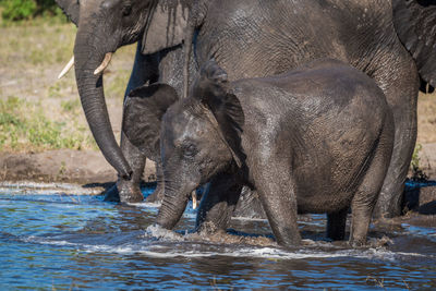 Elephant family drinking at waterhole in forest