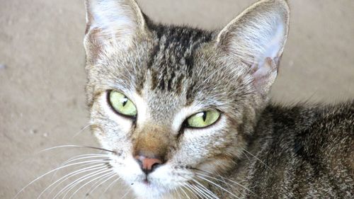 Close-up portrait of a cat