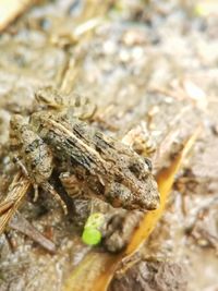 Close-up of lizard