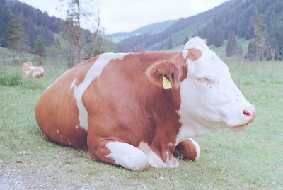 Cow in a field