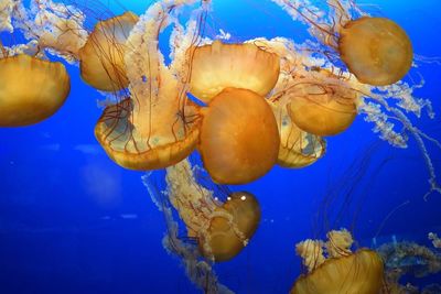 Close-up of jellyfish swimming in sea