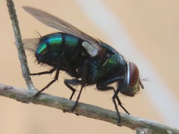 Close-up of fly on twig
