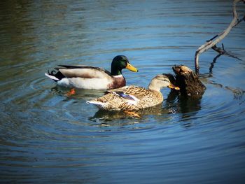 Birds in calm lake